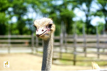 画像をギャラリービューアに読み込む, 国産ダチョウ「赤身肉の女王」ドラム 300g